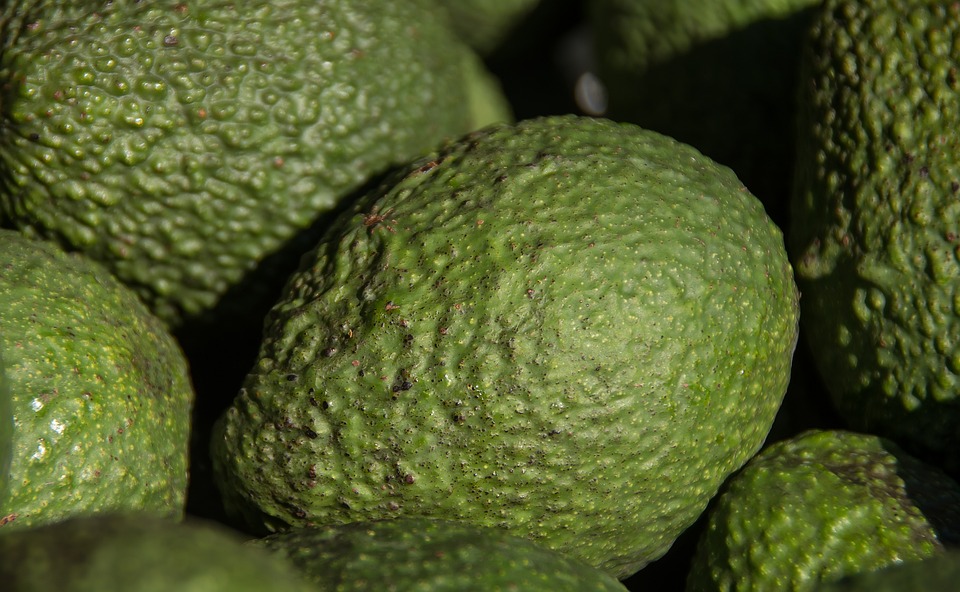 Avocado Market Price in Malaysia 2023 Prices and Charts Freshela